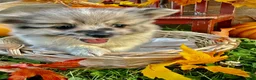 Pomeranian dogs for sale: Jacabena - Ad 2