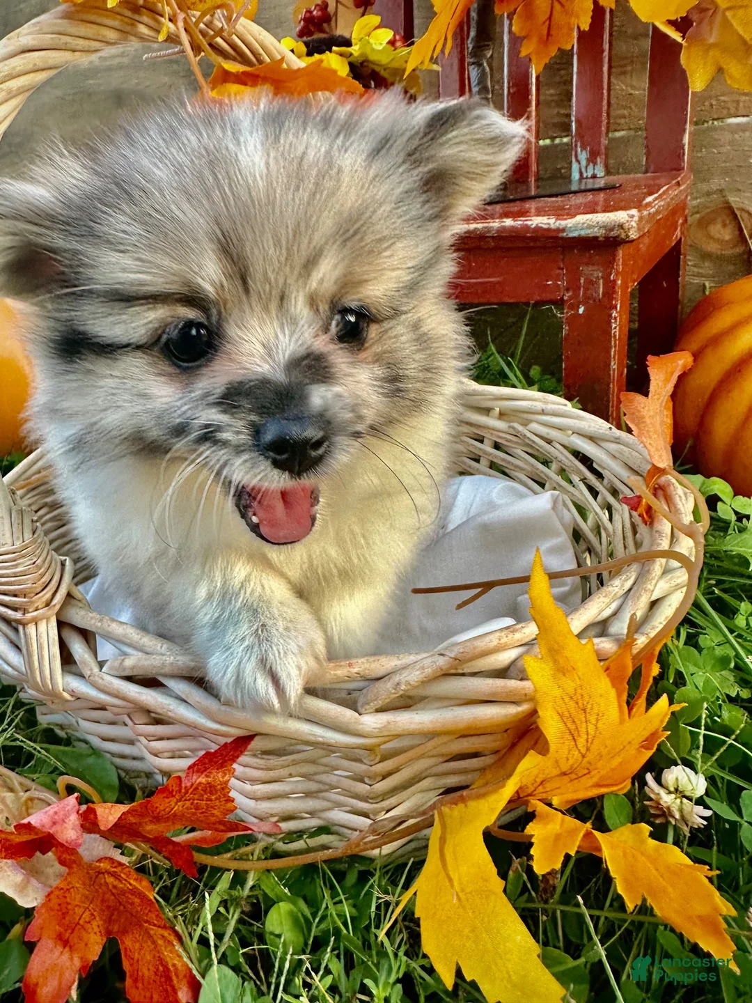 Pomeranian dogs for sale: Jacabena - Ad 2