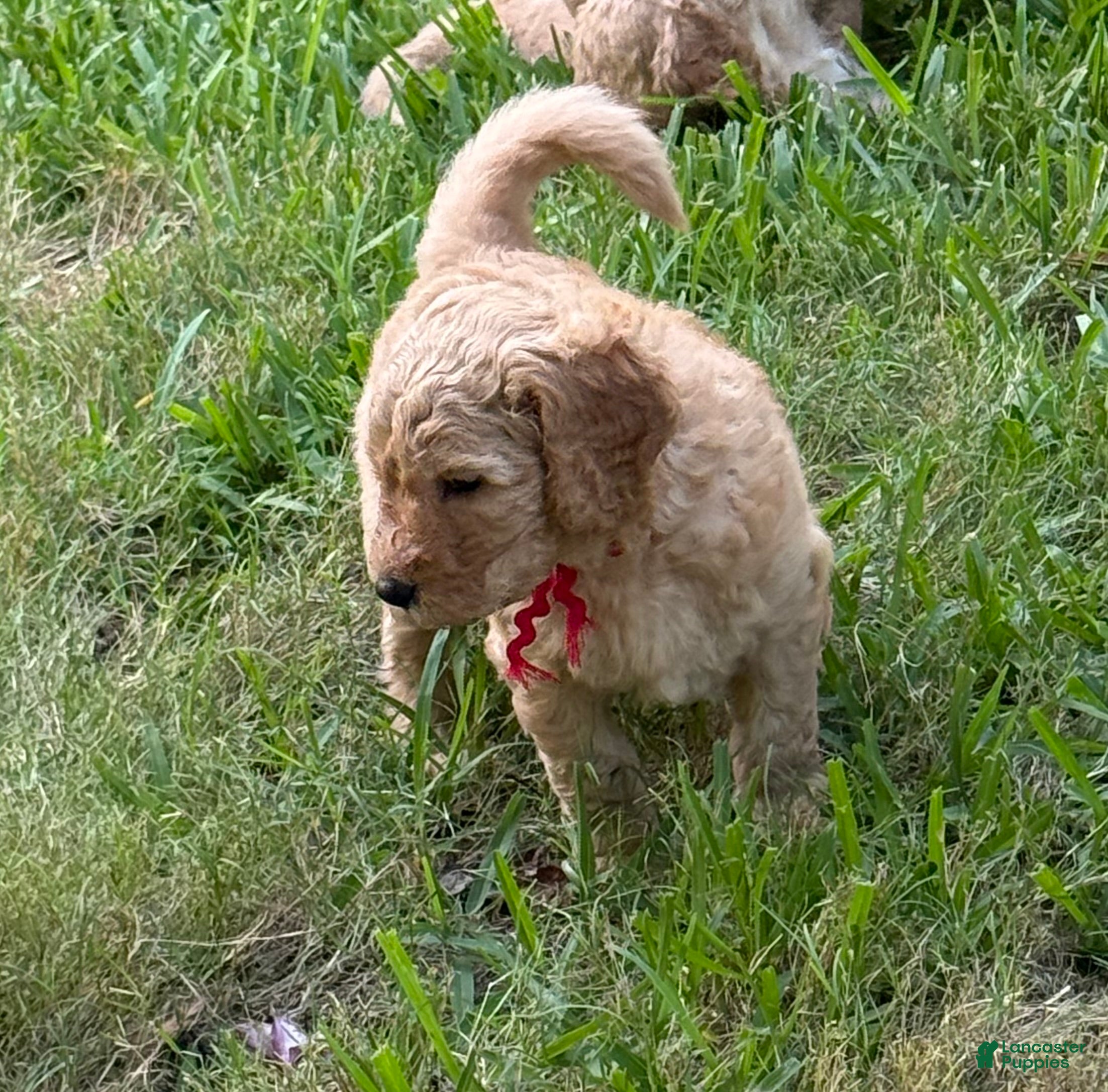 Goldendoodle dogs Big Red - Ad 1