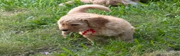 Goldendoodle dogs for sale: Big Red - Ad 1