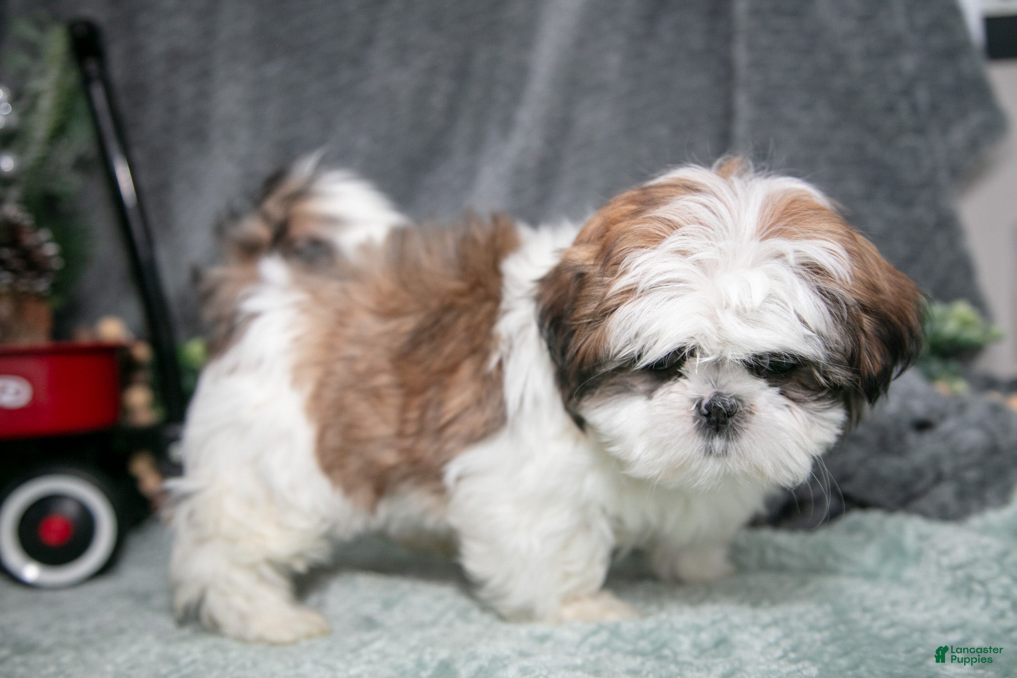 Shih Tzu dogs Penny - Ad 8