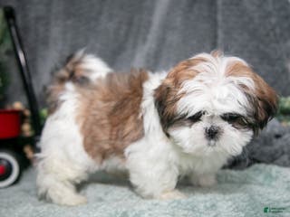 Shih Tzu dogs Penny - Ad 8