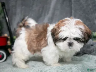 Shih Tzu dogs Penny - Ad 34