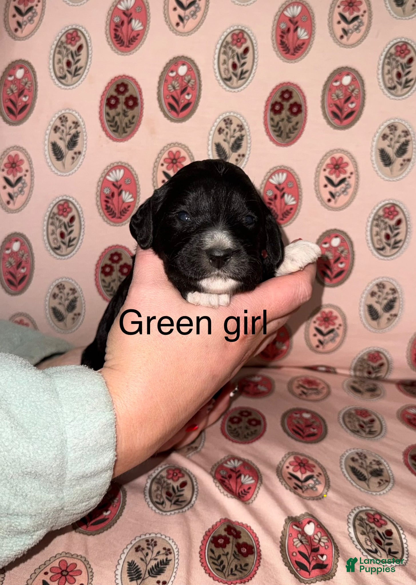 Mixed Breed dogs Green collar girl  - Ad 17