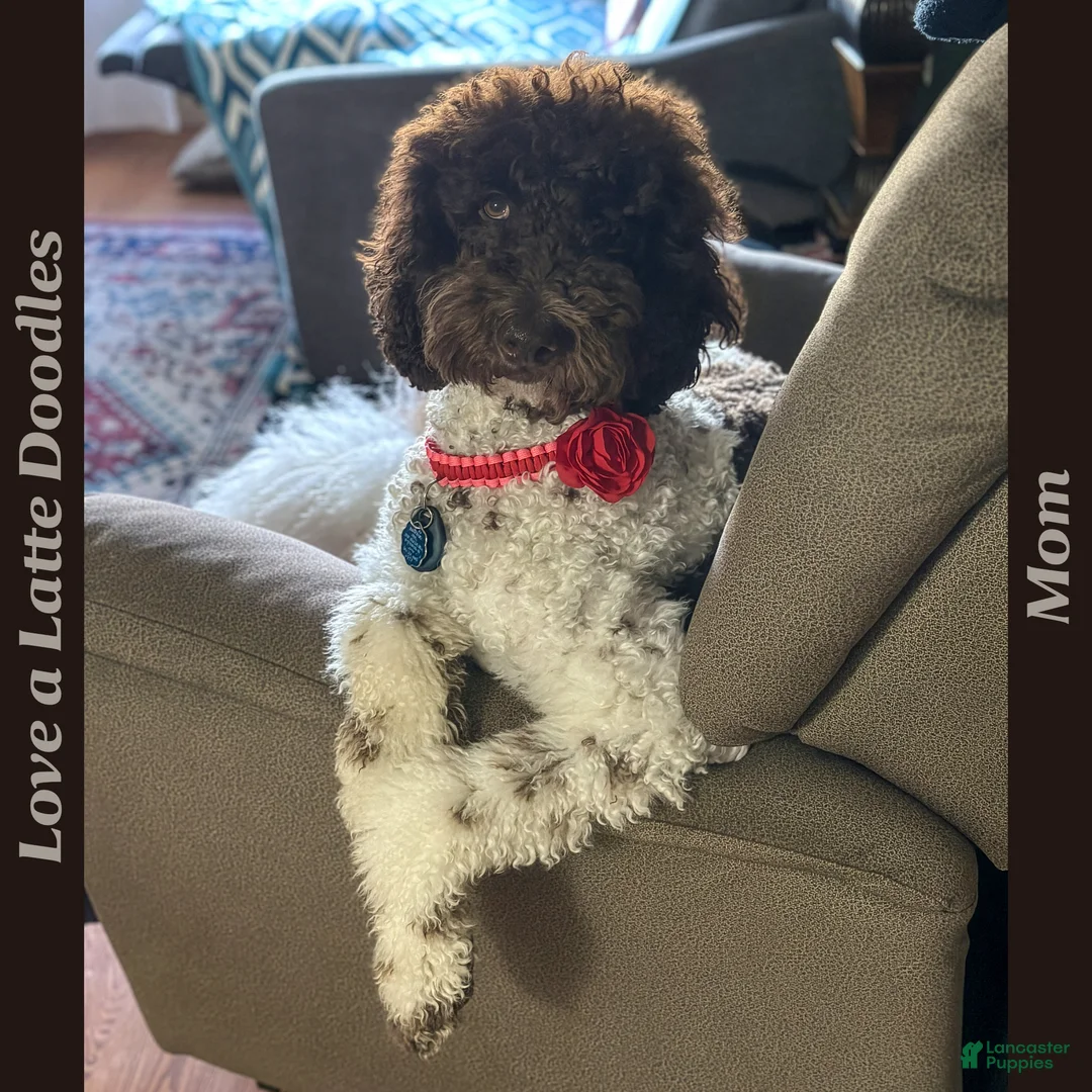 Goldendoodle dogs for sale: Ms. Cappuccino - Chocolate Phantom Merle Goldendoodle - Ad 6