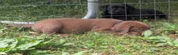 Labrador Retriever dogs for sale: Chocolate Male (Black) - Ad 10
