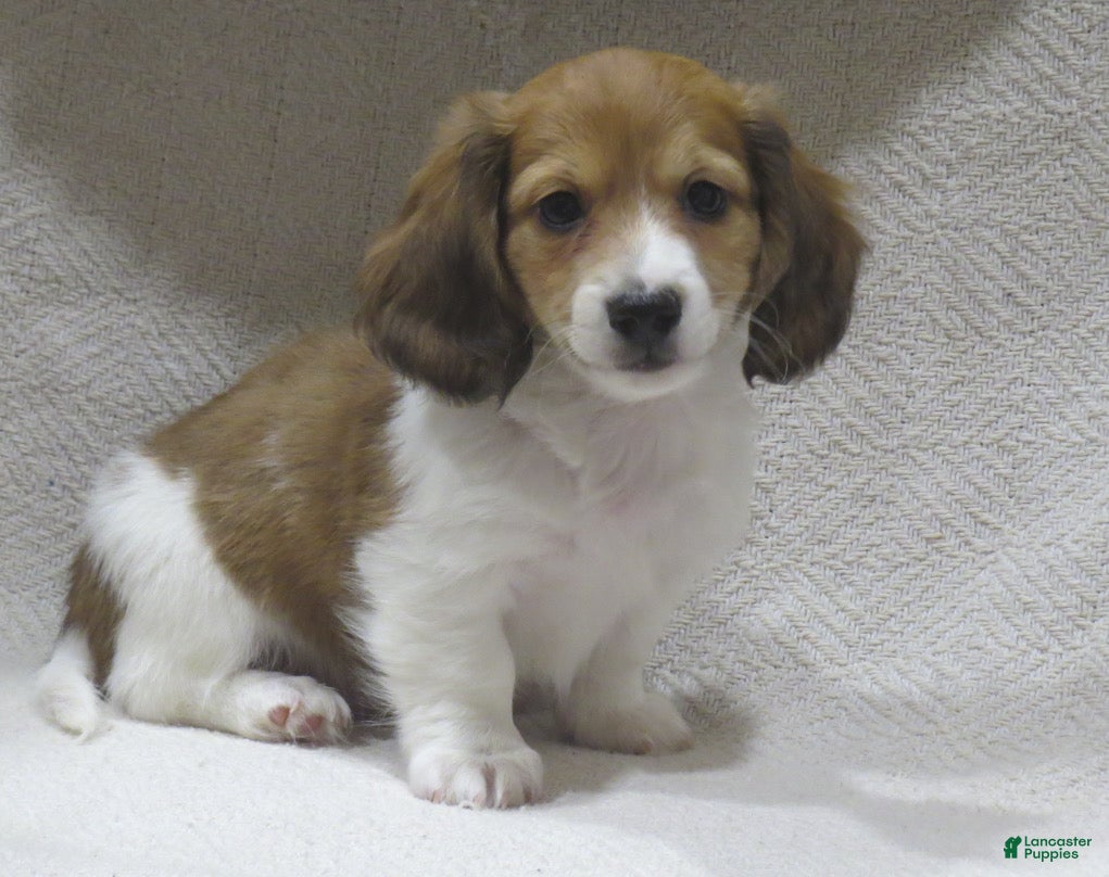 Miniature Dachshund dogs Joey - Ad 1