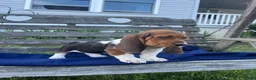 Basset Hound dogs for sale: Jasper - Ad 4