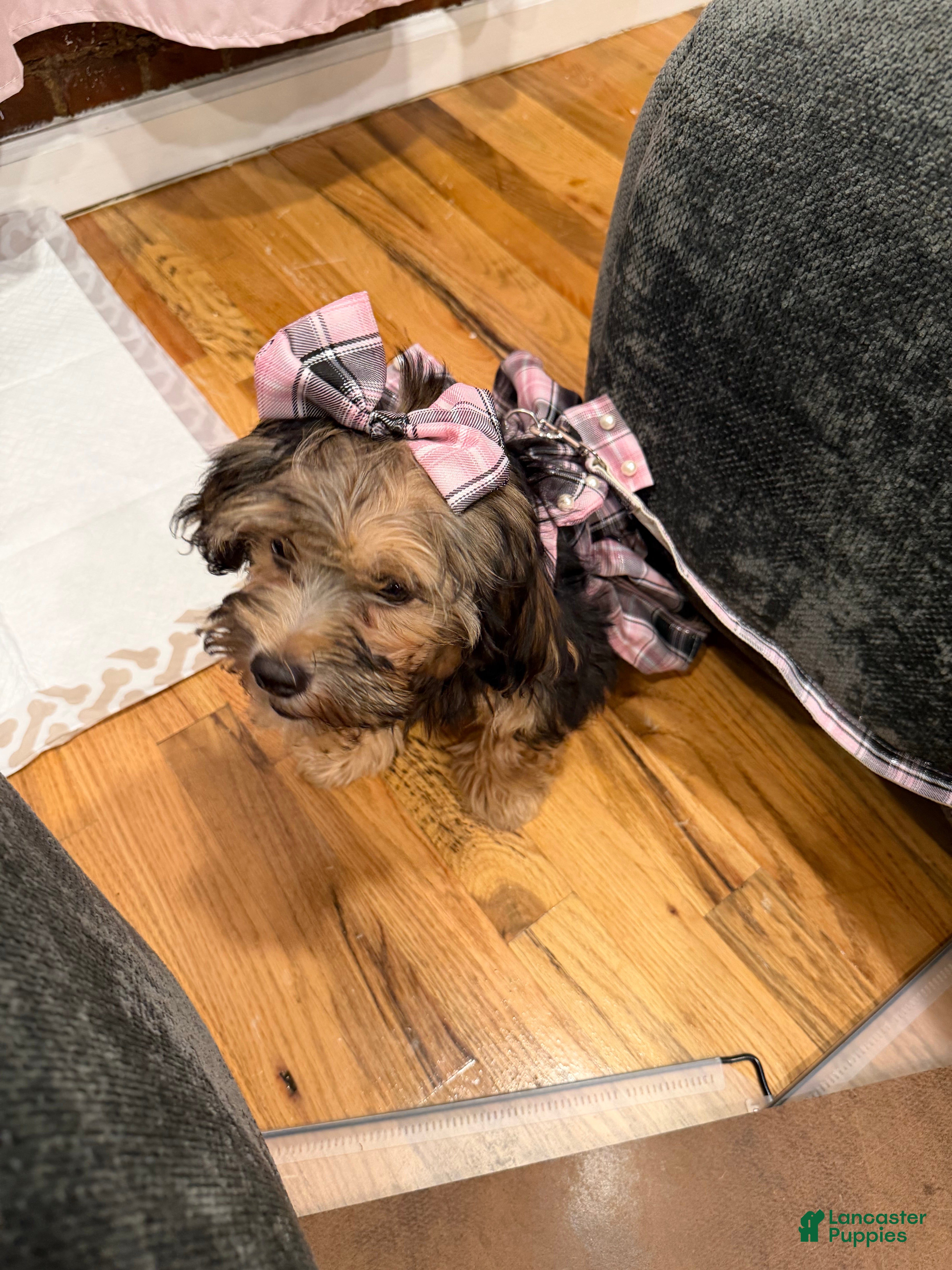 Shorkie dogs Joseline - Ad 2