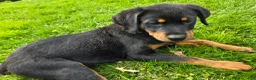 Rottweiler dogs for sale: Rottweiler Puppy 1 - Ad 1