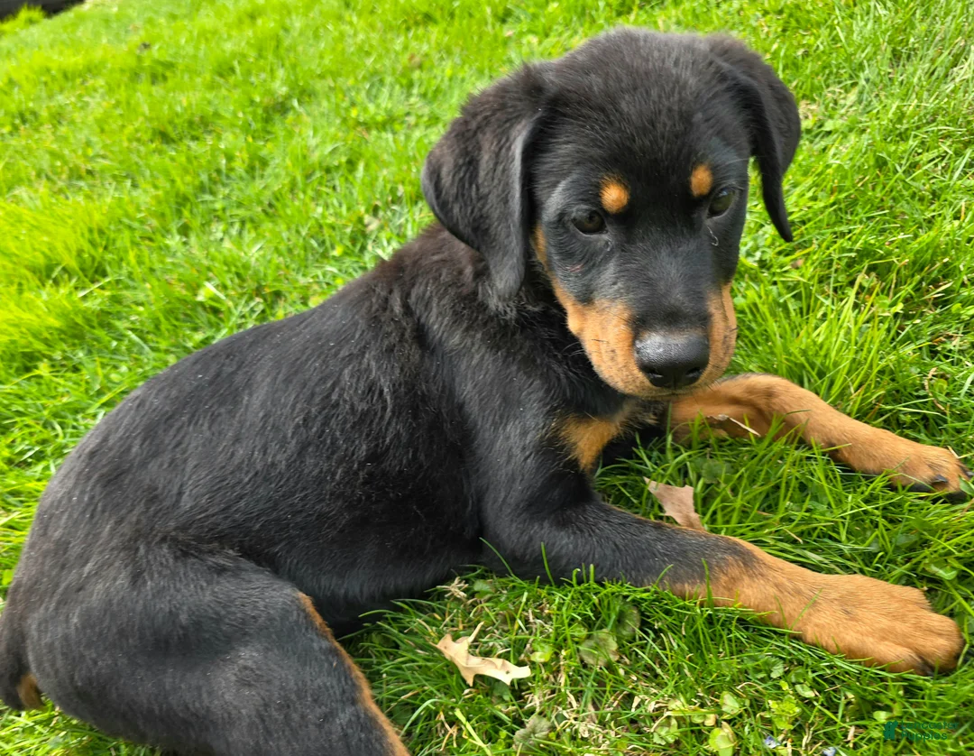 Rottweiler dogs for sale: Rottweiler Puppy 1 - Ad 1