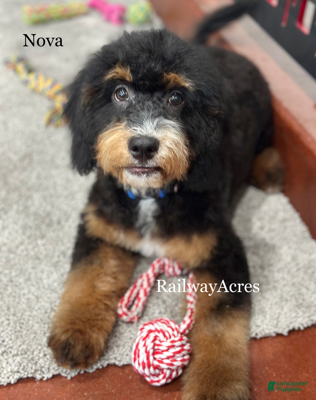 Mixed Breed dogs for sale: Golden Mt. Doodle-nova - Ad 2