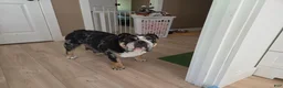 English Bulldog dogs for sale: English Bulldog 1 - Ad 7