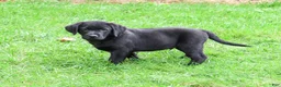 Labrador Retriever dogs for sale: Mario - Ad 3
