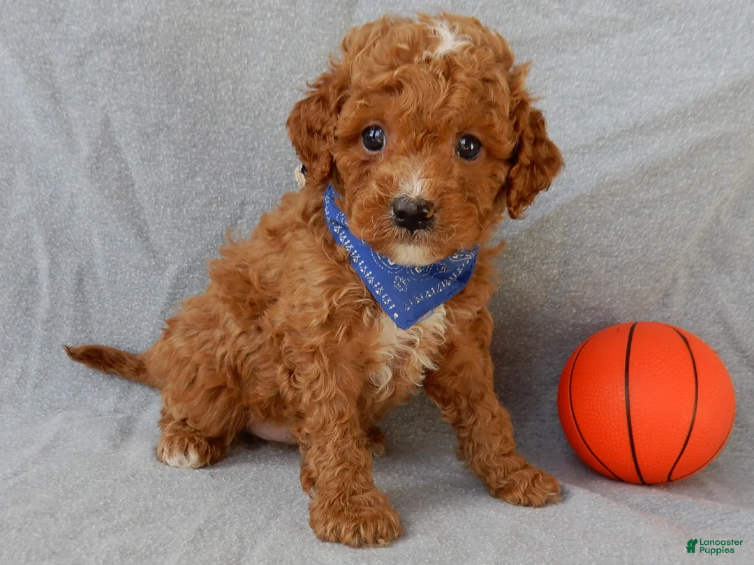 Cavapoo dogs for sale: Benji - Ad 1
