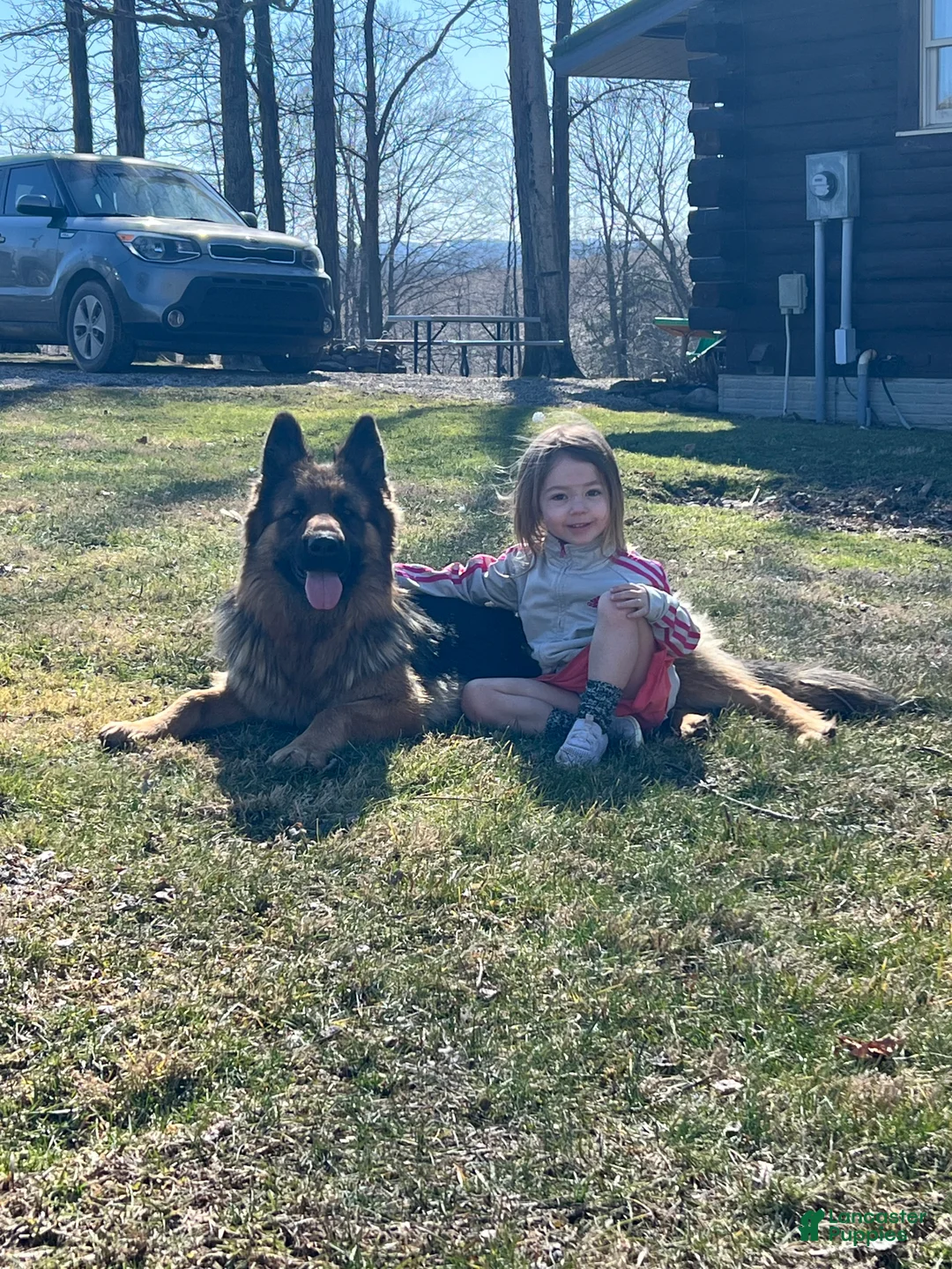 German Shepherd dogs for sale: Teton - Ad 9