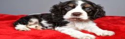 Cocker Spaniel dogs for sale: Candy - Ad 9