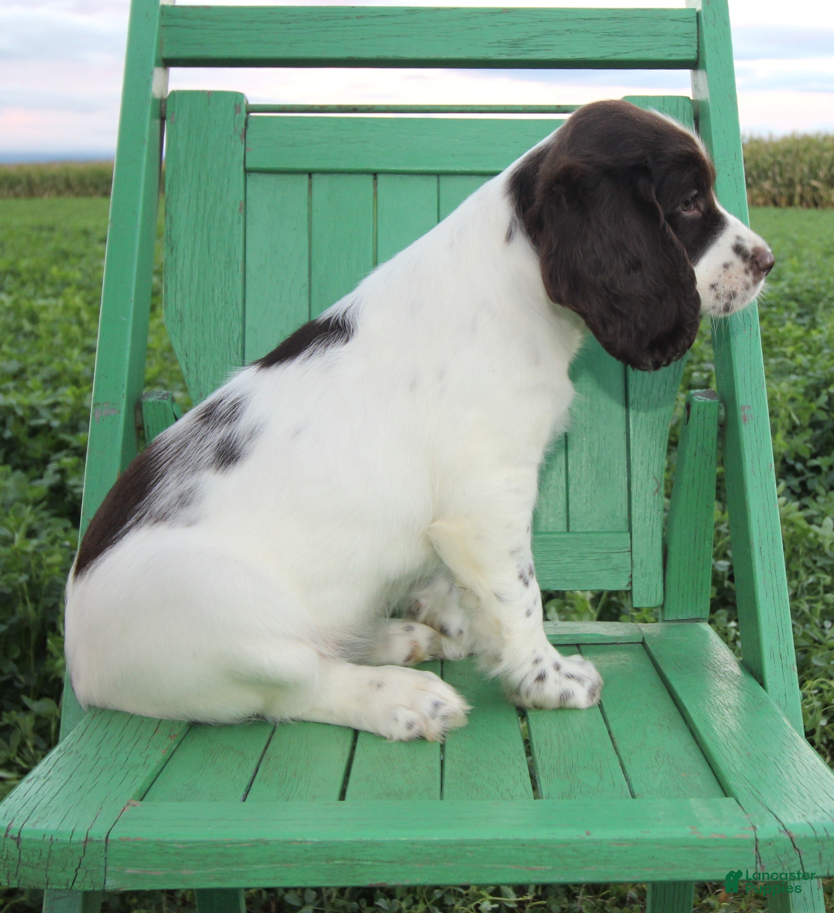 English Springer Spaniel dogs Virginia - Ad 2