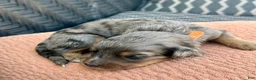 Bernedoodle dogs for sale: Freddie - Ad 5