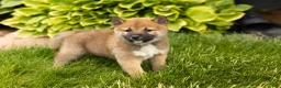 Shiba Inu dogs for sale: Jethro  - Ad 4