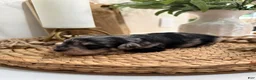 Miniature Schnauzer dogs for sale: Kiwi - Ad 5