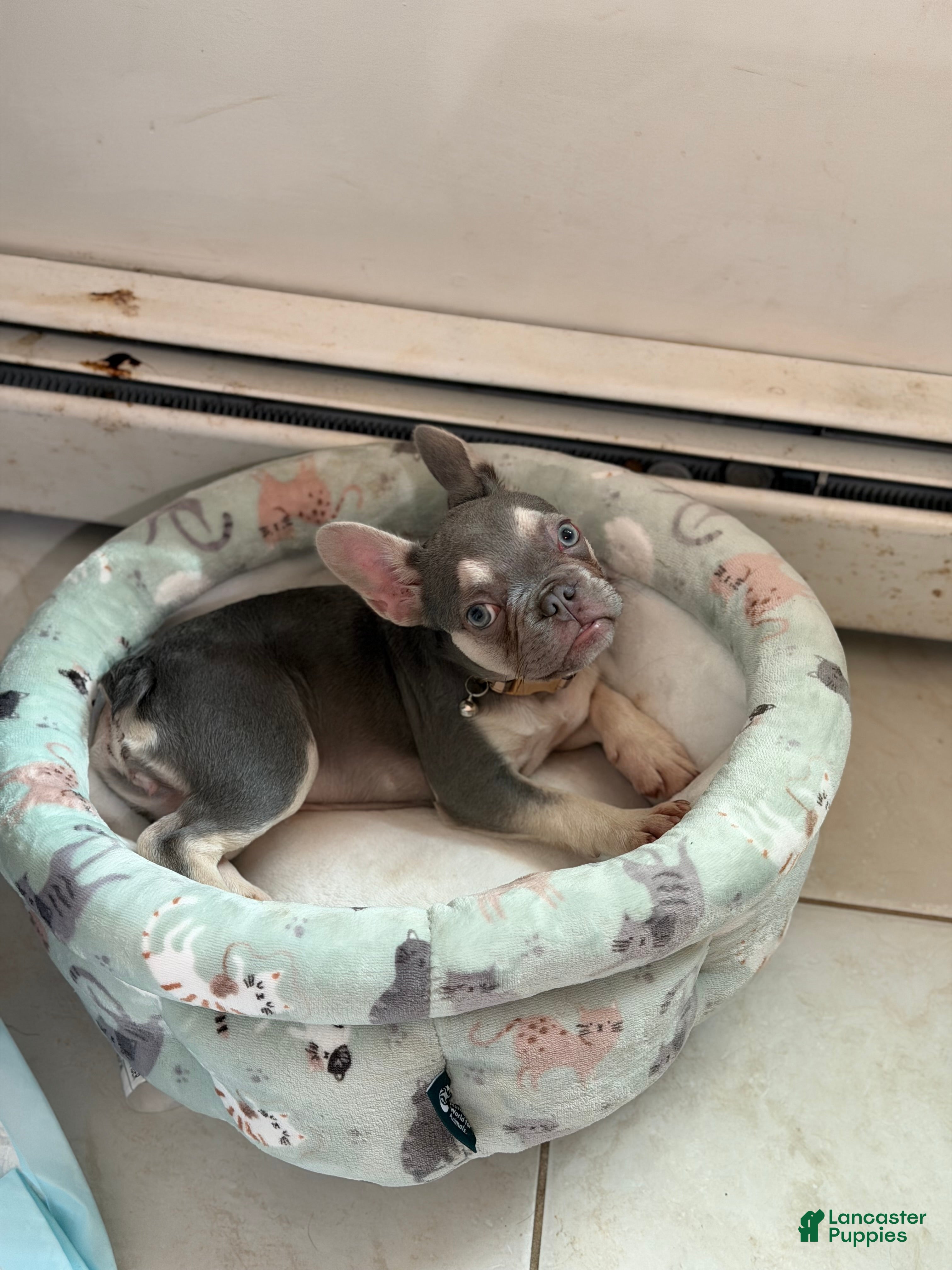 French Bulldog dogs Lilac tan Chanel - Ad 1