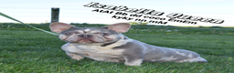 French Bulldog dogs for sale: Duke  - Ad 6