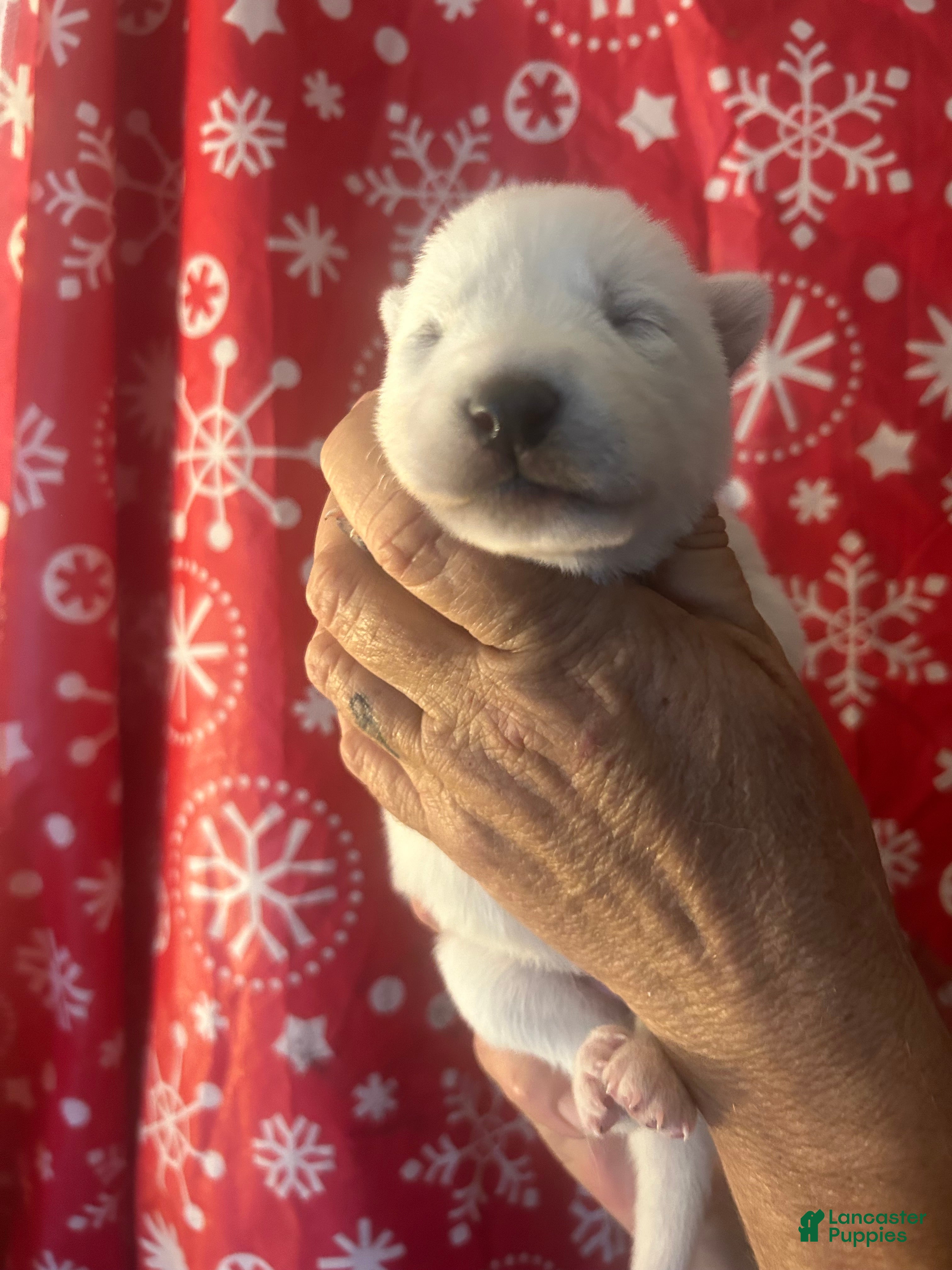 Gerberian Shepsky dogs Riley Gerberian Shepsky Puppy 7 - Ad 6