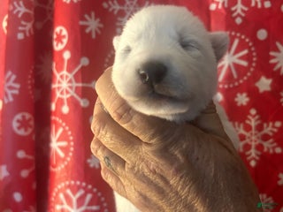 Gerberian Shepsky dogs Riley Gerberian Shepsky Puppy 7 - Ad 13