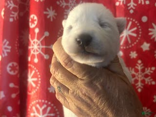 Gerberian Shepsky dogs Riley Gerberian Shepsky Puppy 7 - Ad 31