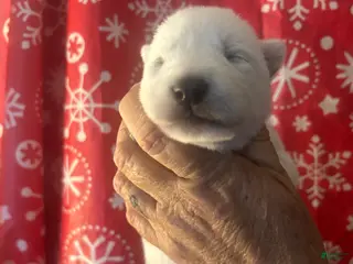 Gerberian Shepsky dogs Riley Gerberian Shepsky Puppy 7 - Ad 4