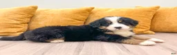 Bernese Mountain Dog dogs for sale: Colt - Ad 3