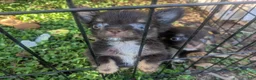 Chihuahua dogs for sale: Teacup Apple Head   Twix    - Ad 8