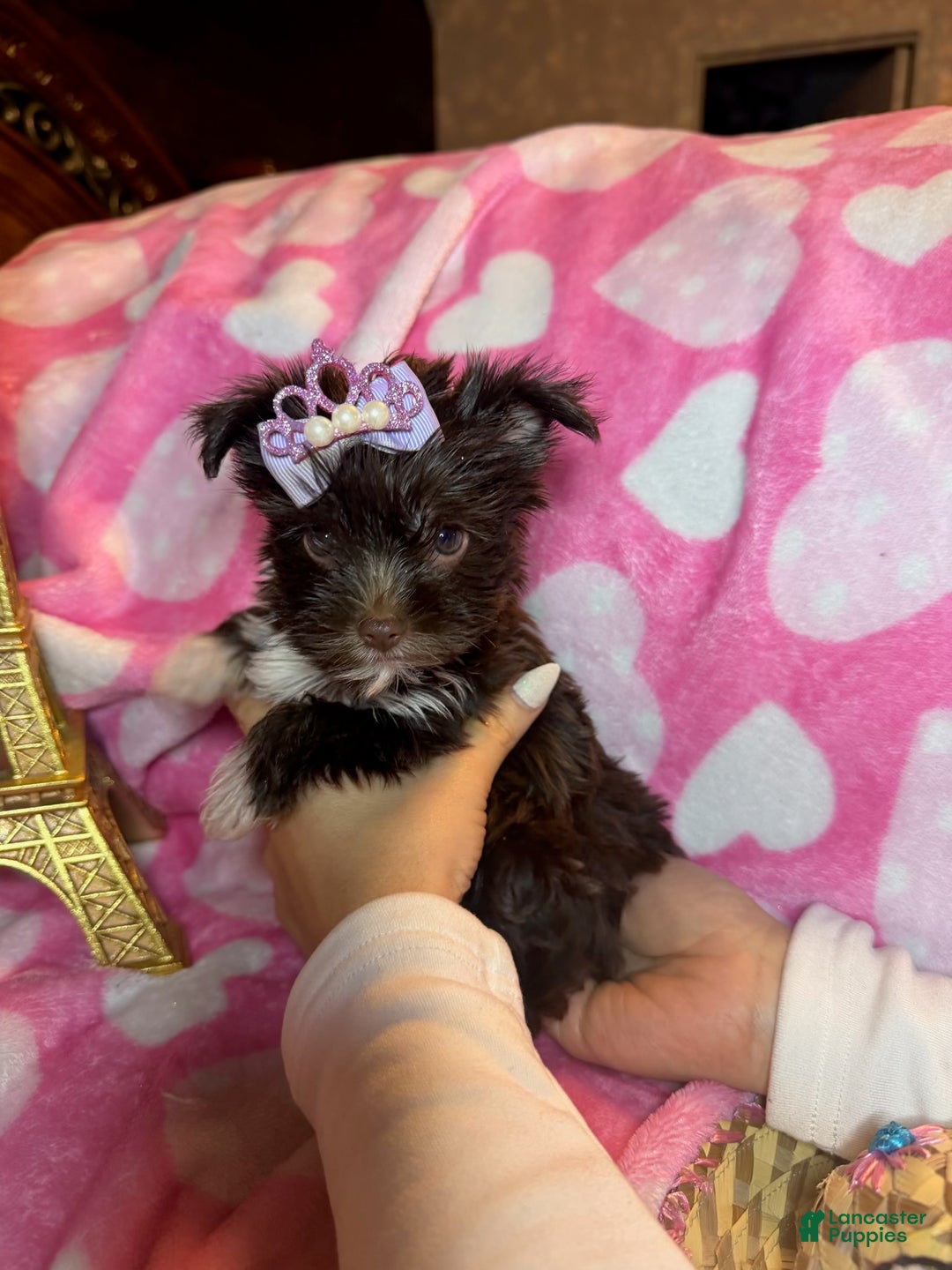Yorkshire Terrier dogs for sale: Yorkshire Terrier Puppy 2 - Ad 5