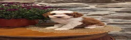 Mini Bernedoodle dogs for sale: EMMA - FEMALE Mini Bernedoodle 2 - Ad 24