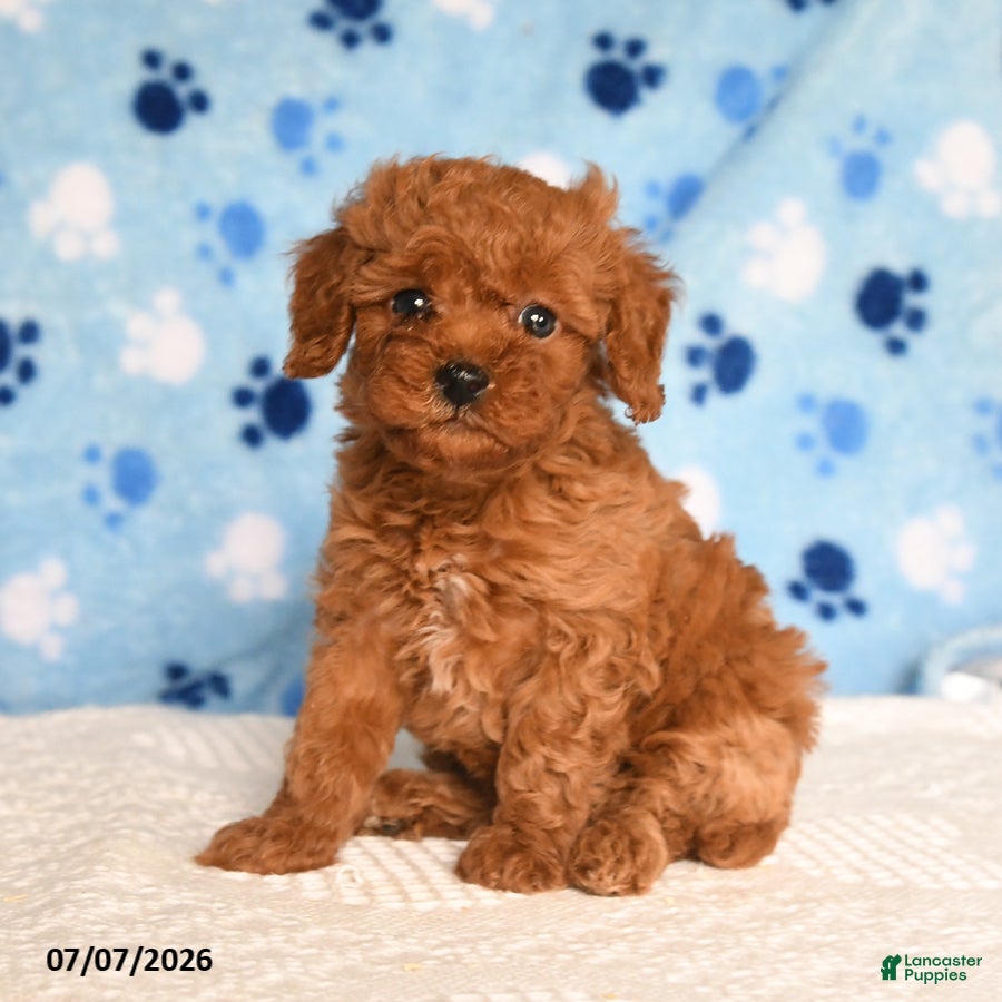 Mixed Breed dogs Burnell - Ad 1