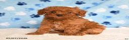 Mixed Breed dogs for sale: Burnell - Ad 1