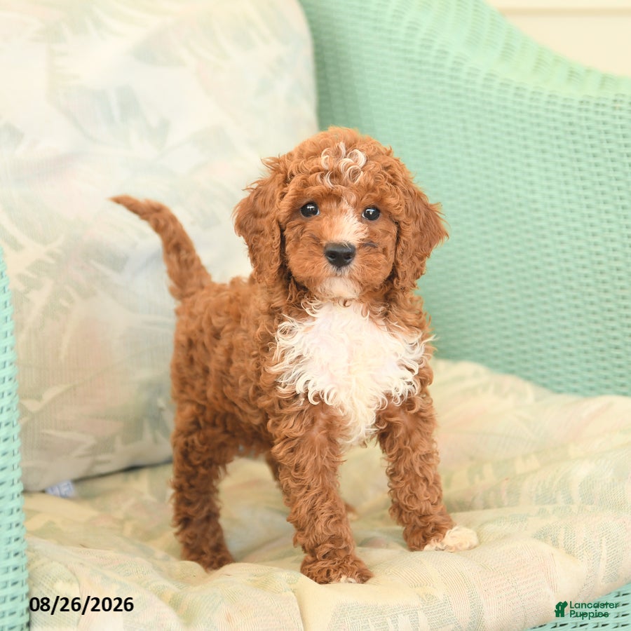 Cavapoo dogs Fancy - Ad 1