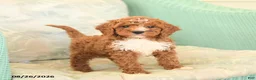 Cavapoo dogs for sale: Fancy - Ad 1