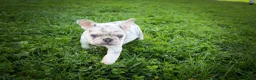 French Bulldog dogs for sale: 🐾 Meet Knox — A Happy Little Frenchie with Plenty of Love to Give! 🐾 - Ad 14