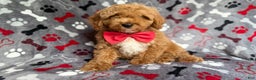 Cockapoo dogs for sale: Titus - Ad 3