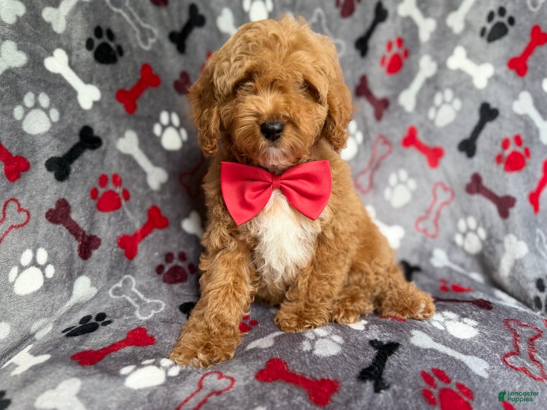 Cockapoo dogs for sale: Titus - Ad 3