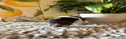 Wire Fox Terrier dogs for sale: Fru Fru  - Ad 8