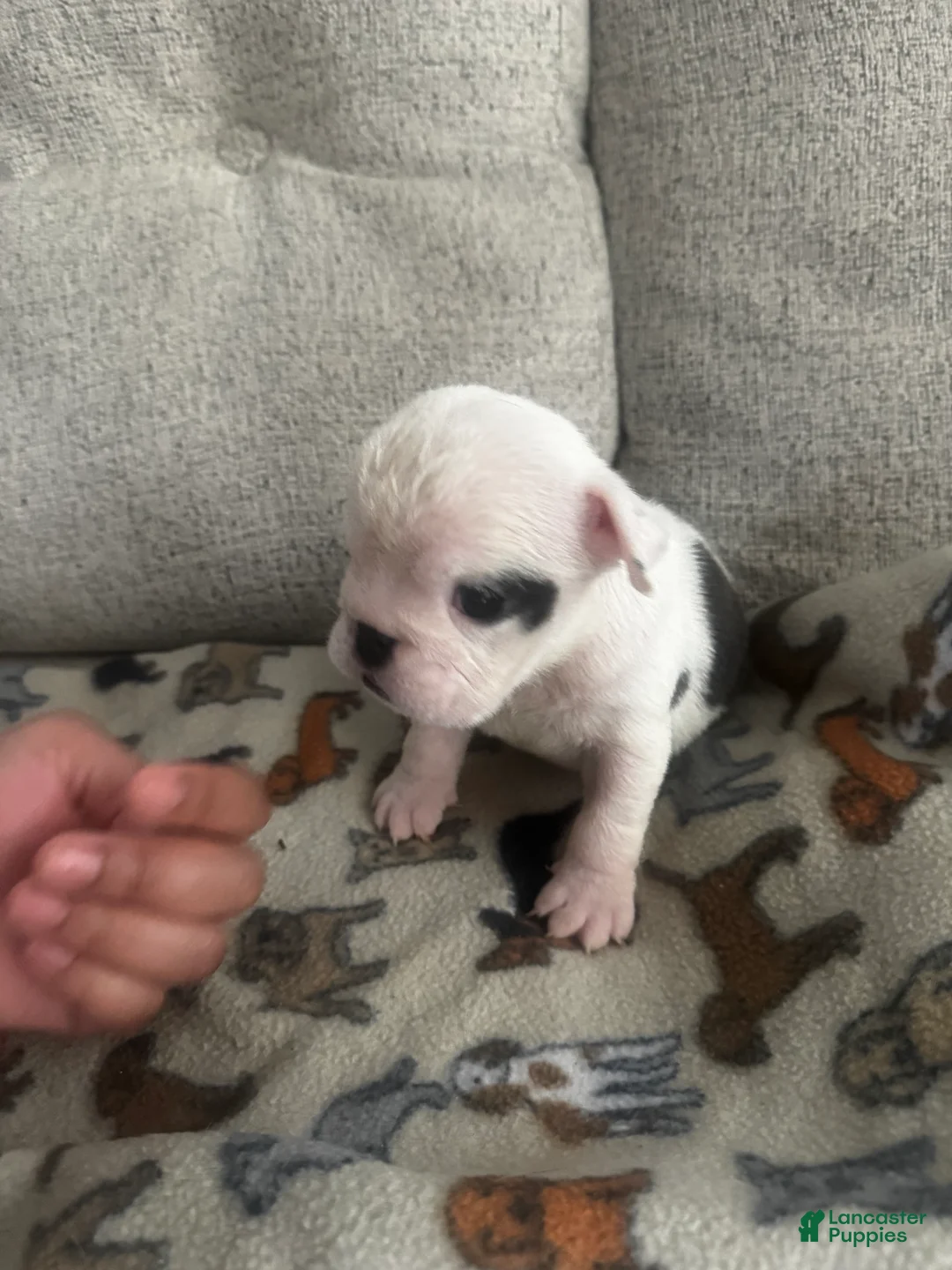 English Bulldog dogs for sale: Peanut Butter - Ad 23