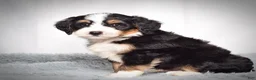 Mini Bernedoodle dogs for sale: Bennett - Ad 5