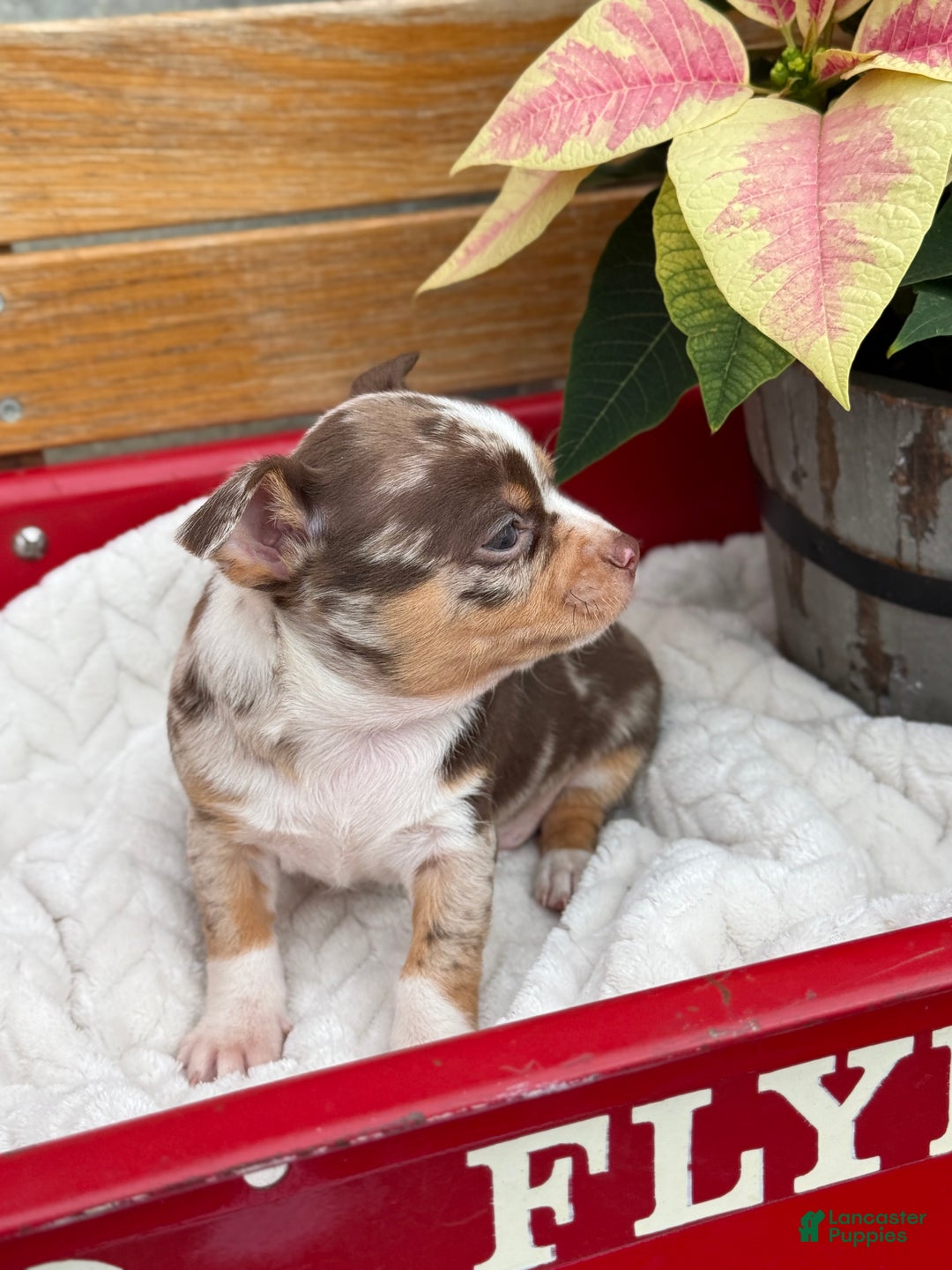 Chihuahua dogs for sale: Chestnut - Ad 12