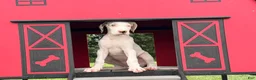 Great Dane dogs for sale: Pearl Great Dane  - Ad 3