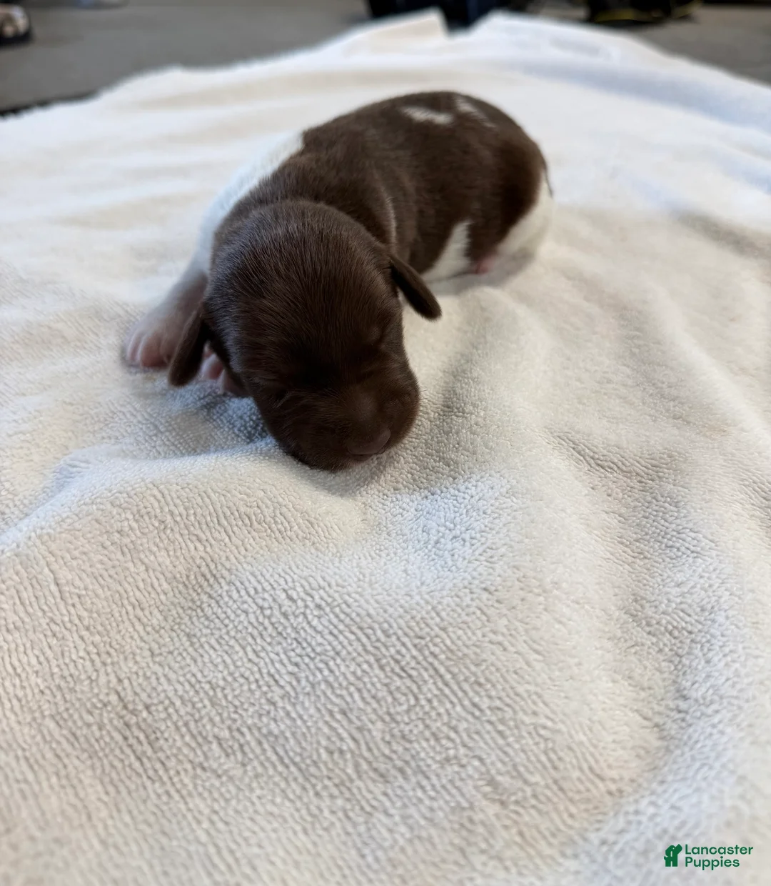 German Shorthaired Pointer dogs for sale: German Shorthaired Pointer 10 - Ad 22