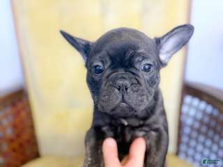 French Bulldog dogs - Ad 27