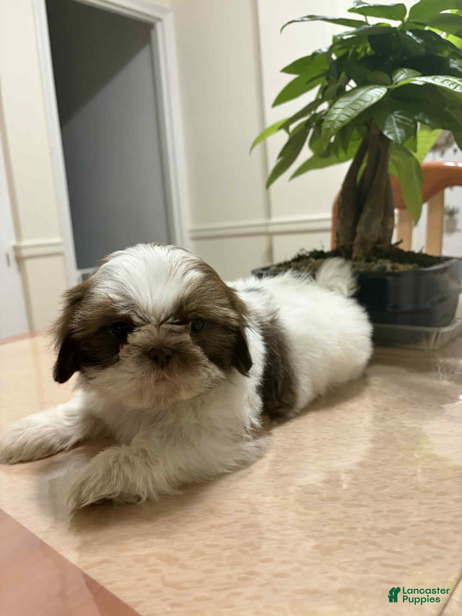 Shih Tzu dogs El - Ad 19